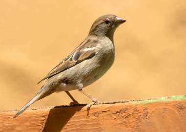 Yıpranmış Tahtaya tünemiş Bir Kadın Serçesinin Yan Profil Portresi