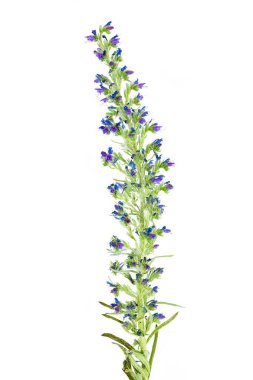 Echium Vulgare Viper 'ın Bugloss' u Beyaz Üzerinde Vahşi Çiçek Botanik Portresi