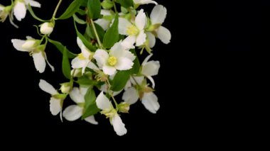 Siyah Arkaplan Üzerinde Hassas Taç ve Sarı Merkez ile Beyaz the lewisii Çiçekleri