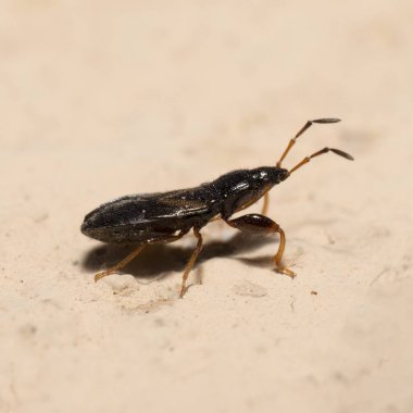 Seed bug, scientific name Nysius raphanus photographed on arid soil