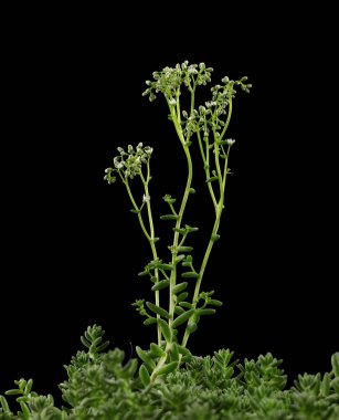 Sedum Albümü Çiçek Kökleri ile Sulu Kara Arkaplan, Stüdyo Çekimi, Dikey