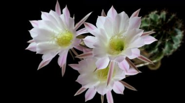 Echinopsis oxygona, Paskalya Zambağı Kaktüsü veya Gece açan Kaktüs Lobivia ancistrophora, siyah arka planda izole edilmiş, stüdyo 4k video, üst görünüm