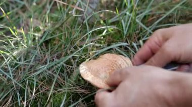 Vahşi Ormanda Bıçaklı Safran Süt Şapkası Mantarı Kesimi