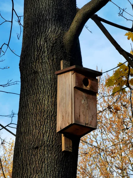 Sonbahar Günü Ağaçta Ahşap Kuş Evi — Stok fotoğraf