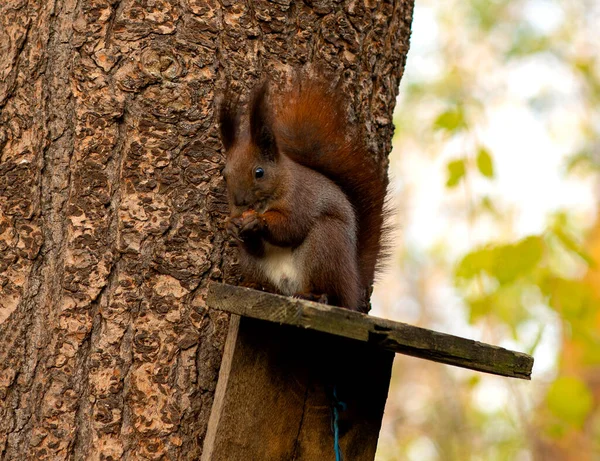 Esquilo Vermelho Outono Está Segurando Uma Avelã — Fotografia de Stock