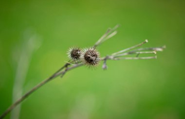 Sonbahar parkında yeşil bir arka planda Burdock