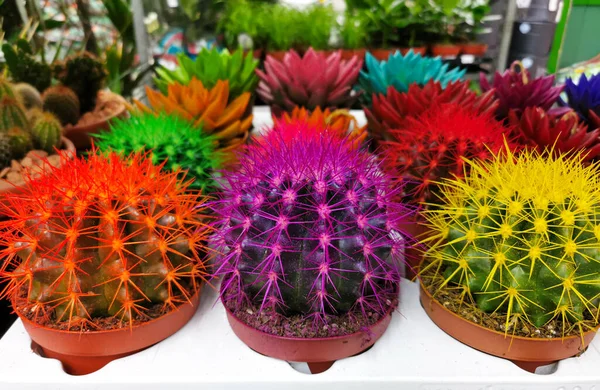 Een Groep Kleurrijke Cactussen — Stockfoto