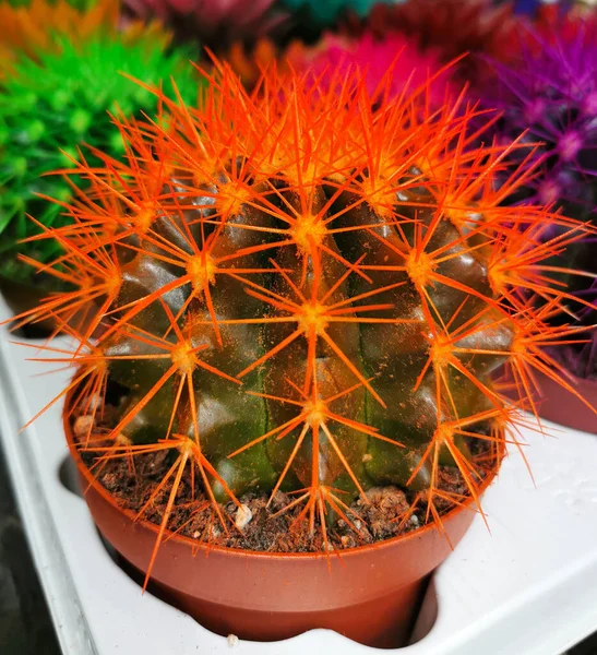 Group Colorful Cacti Closeup Single Red Cactus — Stock Photo, Image