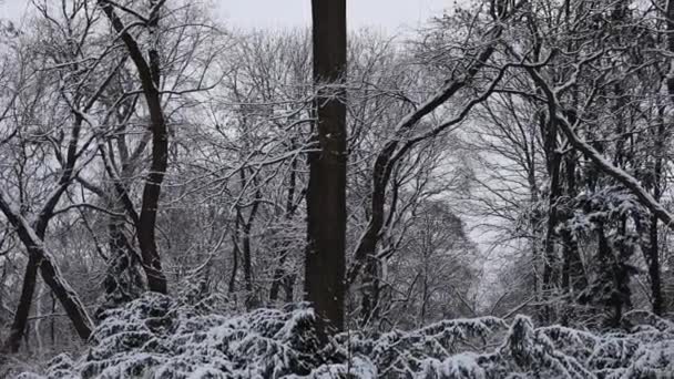 Tiro Panorâmico Inverno Árvores Cobertas Neve — Vídeo de Stock