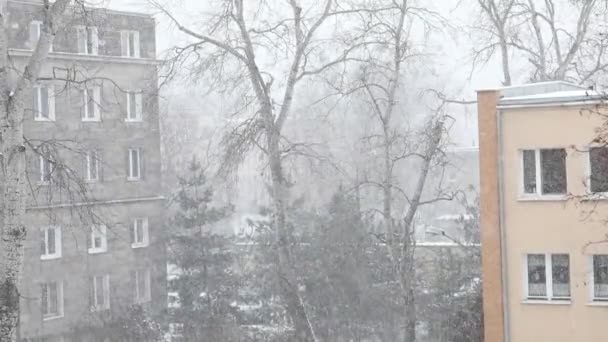 Nieve Cayendo Día Invierno Paisaje Invernal Las Ramas Árbol Cubierto — Vídeos de Stock