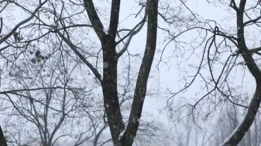 Kış gününde kar yağıyor. Kış manzarası. Arkaplanda karla kaplı bir ağacın dalları soğuk bir kış gününde ışıl ışıl kar taneleri uçuşuyor.