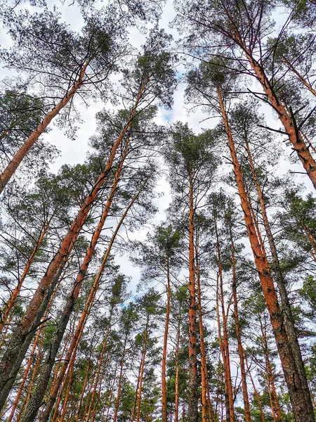 Photography Spring Forest Tall Trees Infinite Sky Captured Ground — Stock Photo, Image