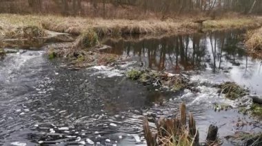 Nehirdeki sabah akıntısı. Parkta doğa sahnesi