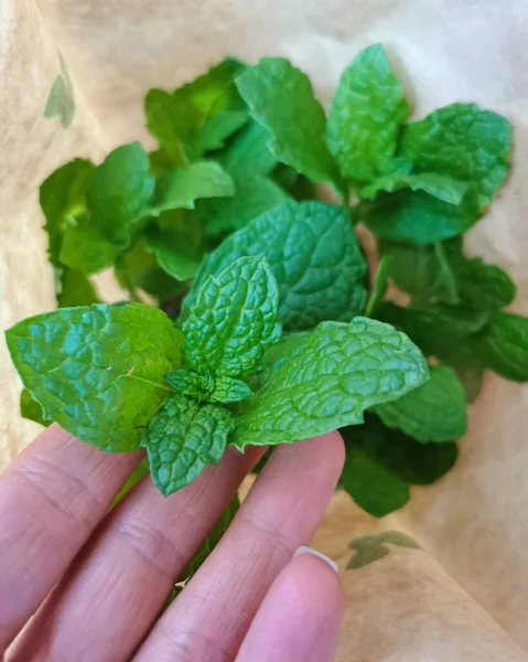 Primer Plano Las Hojas Menta Verde Fresca Imágenes de stock libres de derechos