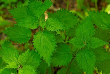 Isırgan otu yapraklarından oluşan parlak bir arka plan