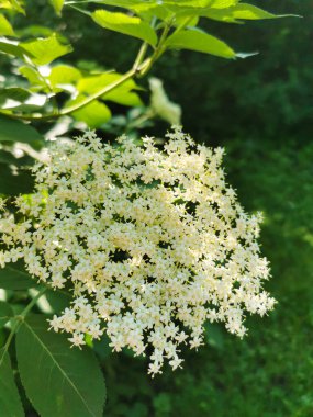 Yaşlı çiçek (sambucus nigra), güneşli bir yaz gününde kümelenir. Mürver çiçeği ve yeşil yapraklar