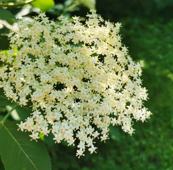 Bezová Květina Sambucus Nigra Shluky Slunném Letním Dni Bezová Květina — Stock fotografie