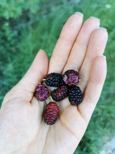 Dmulberries Proaspete Coapte Roșii Negre Sunt Benefice Pentru Sănătate Afinele — Fotografie, imagine de stoc