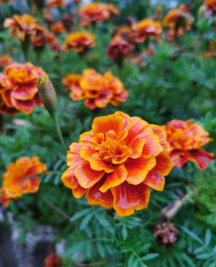 Tagetes portakal çiçekleri açar. Çiçekli yaz ve sonbahar geçmişi