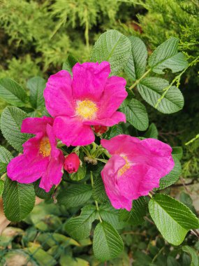Yaban gülü. Yeşil yapraklardan oluşan bir arka planda çiçek açan pembe bir gül bahçesi.