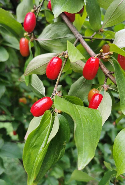 Cornus Mas Ağaçta Kırmızı Olgun Meyveler Stok Fotoğraf