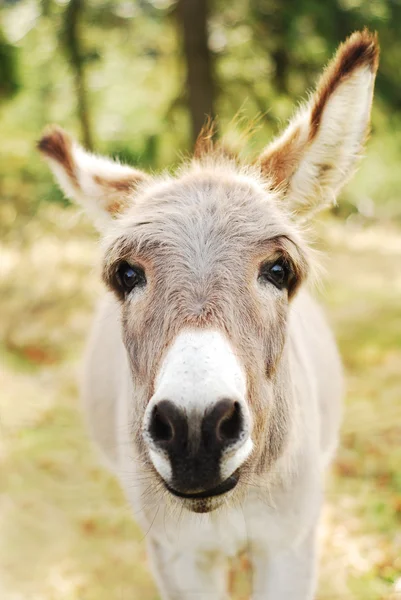 Testa di asino carino — Foto Stock