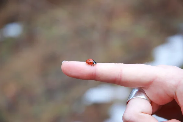 Nyckelpiga på finger — Stockfoto