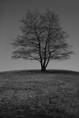 Sad tree