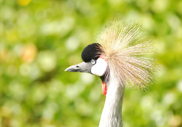 Afrikaanse gekroonde kraan — Stockfoto