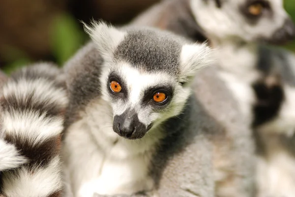 lemurlar
