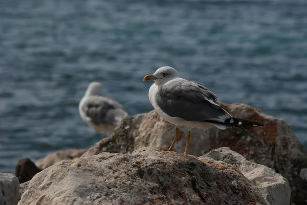 Måsarna på klippan i Kroatien — Stockfoto