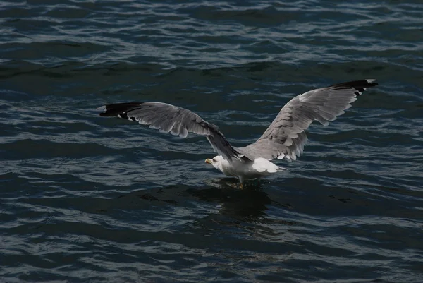 Летающая чайка над морем — стоковое фото