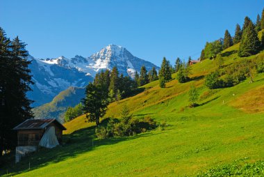 Çayır ve İsviçre dağlarında