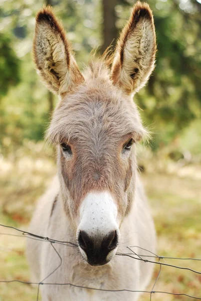 Lindo burro en la granja — Foto de Stock