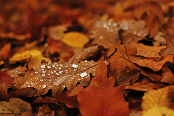 Rocío en las hojas han caído — Foto de Stock