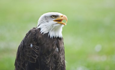 Kel Kartal