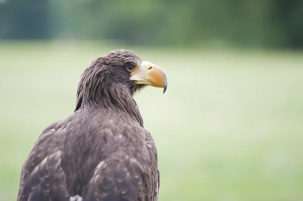 Zeearenden — Stockfoto