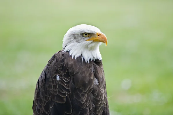 Kale adelaar — Stockfoto