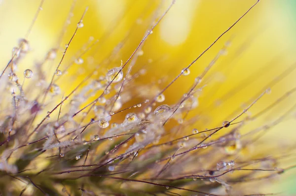 çiğ damlaları yakın çekim