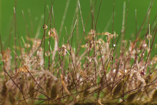 çiğ damlaları yakın çekim
