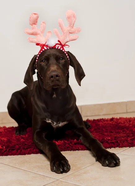 Köpek Noel reindeer olarak