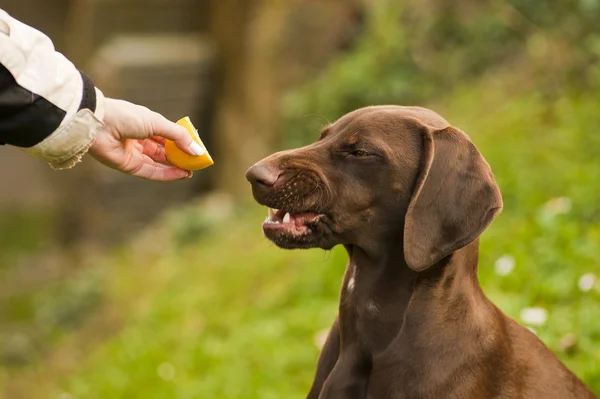 İşaretçi limon yemek