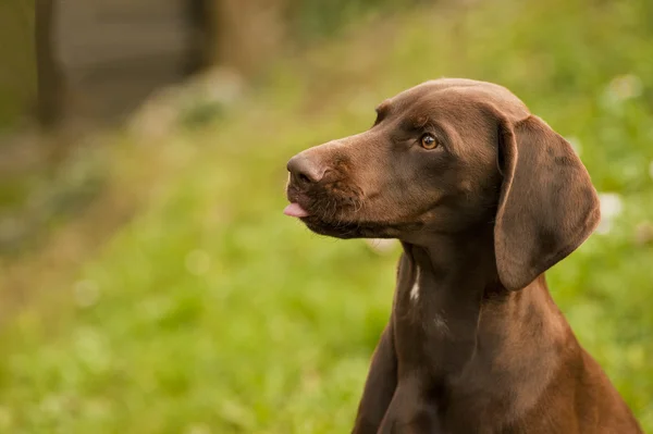 Sevimli köpek başkanı