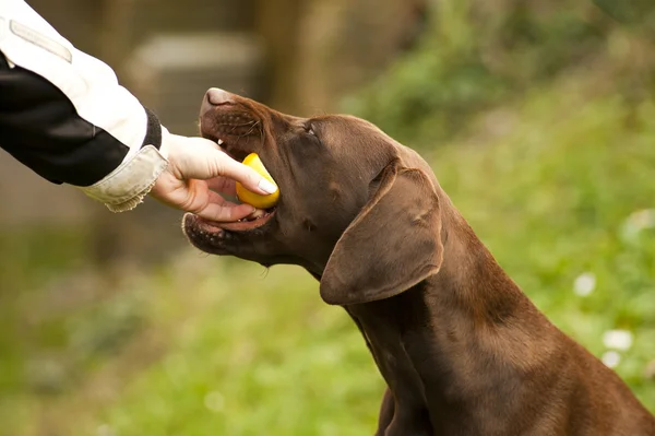 Chien mangeant du citron Image En Vente