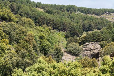Güney İspanya 'da Sierra Nevada' nın dağlık arazisi, çam ormanı var, kaya oluşumları var, gökyüzünde bulutlar var