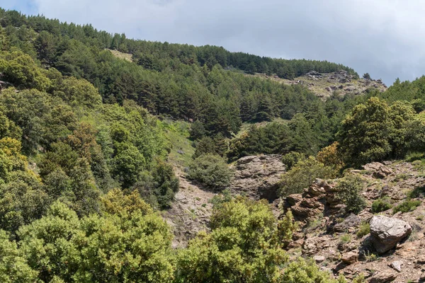 Berglandschap Van Sierra Nevada Zuid Spanje Dennenbos Zijn Rotsformaties Lucht — Stockfoto