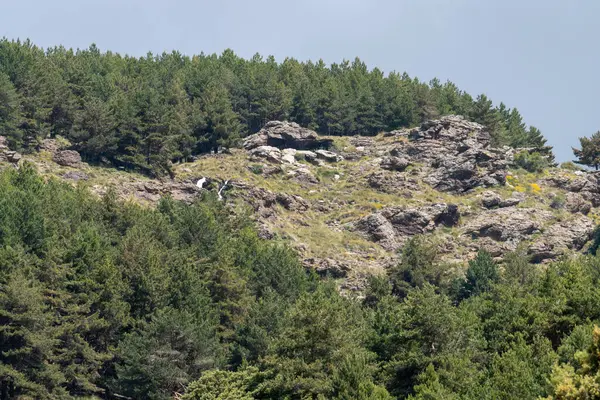 Paysage Montagneux Sierra Nevada Dans Sud Espagne Forêt Pins Formations — Photo