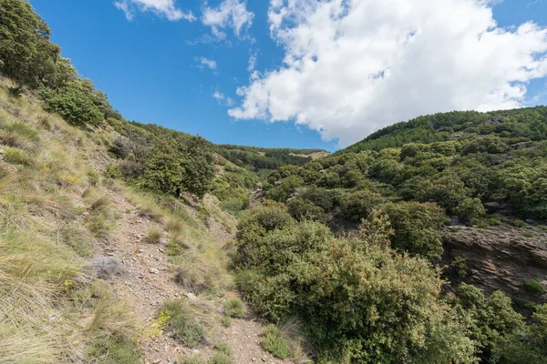 Mountainous landscape in Sierra Nevada in southern Spain, there is a ravine, there is a forest of holm oaks and pine trees, the sky has clouds