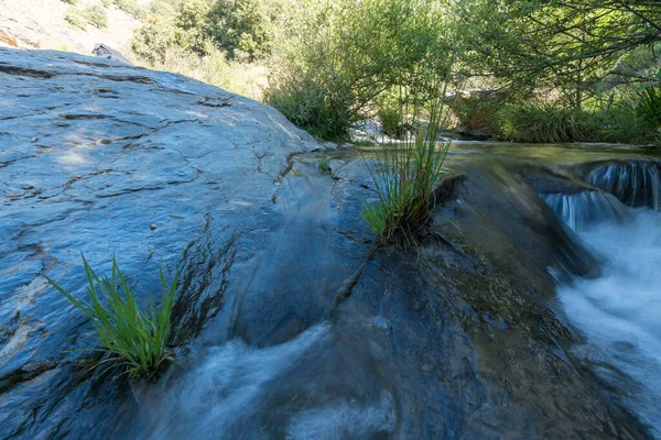 小川の中の岩の上の草水が流れ落ち木の枝があります — ストック写真