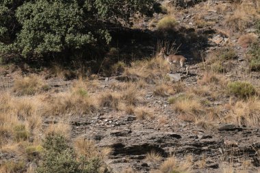 Sierra Nevada dağının yamacında dağ keçisi çalılar, ağaçlar, taşlar ve kayalar var.